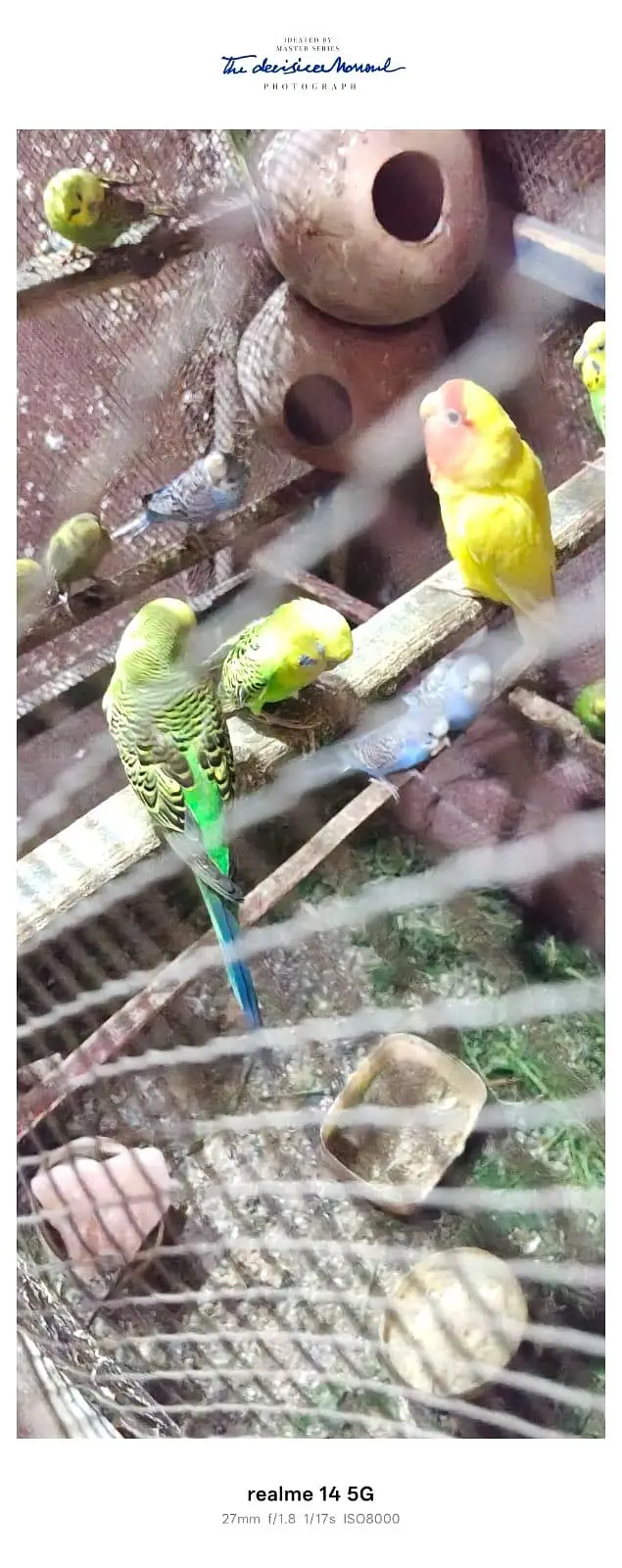 healty perrots for sale — photo 4