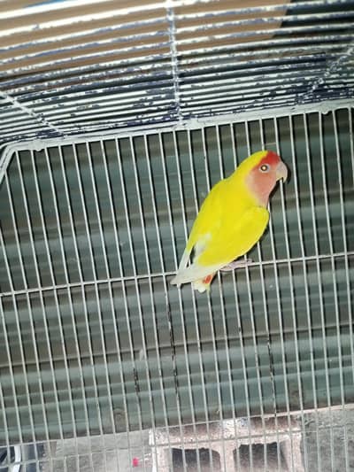 common lutino breeder Male