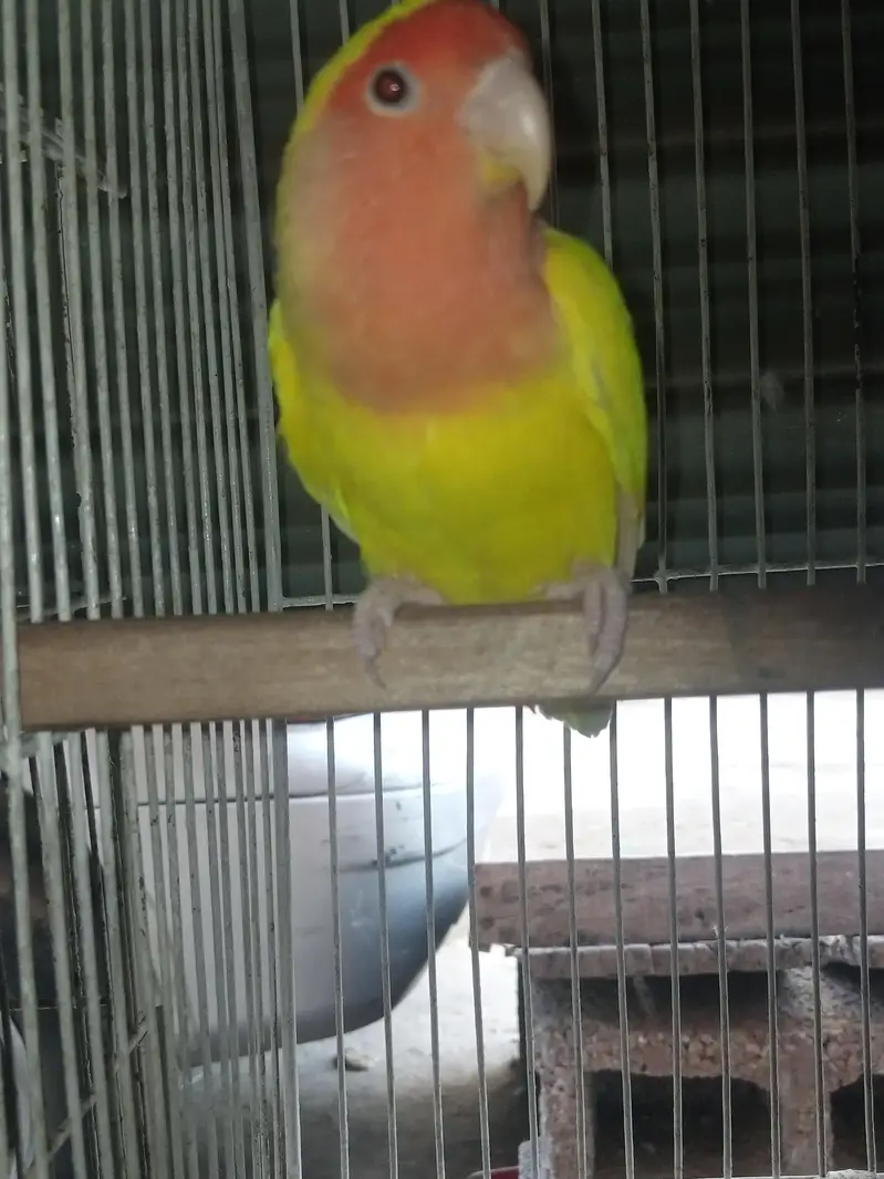 common lutino breeder Male — photo 2