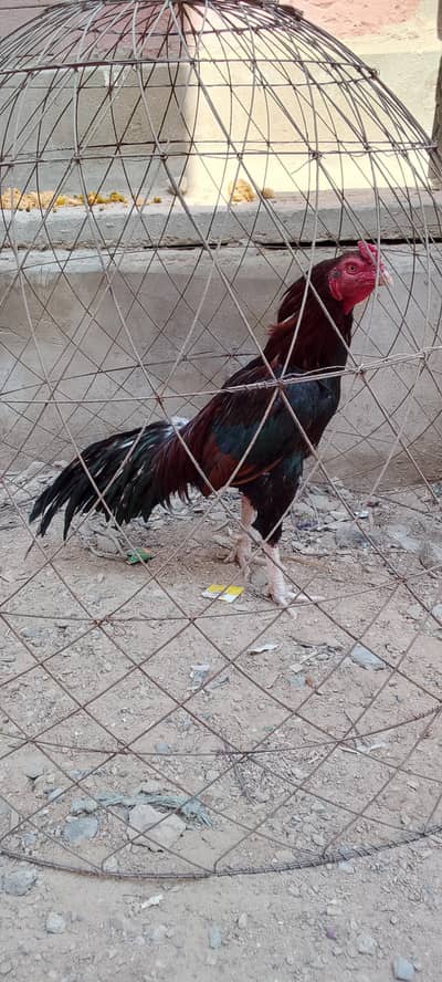 Mianwali Aseel.