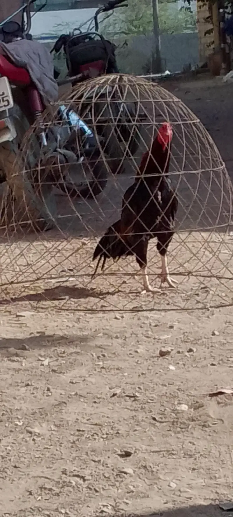 Mianwali Aseel. — photo 2