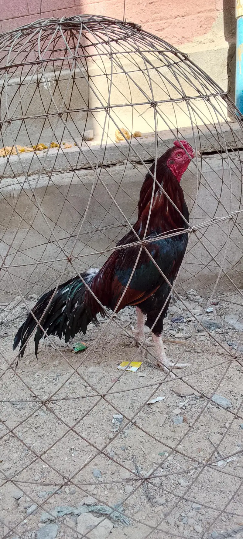 Mianwali Aseel. — photo 3