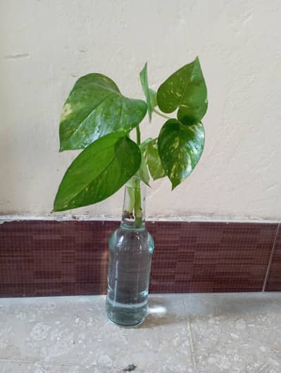 Money Plant With Bottle
