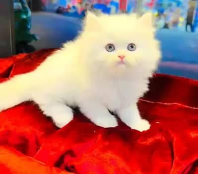 (Persian female kitten) (for sale all) (Pakistan delivery available)