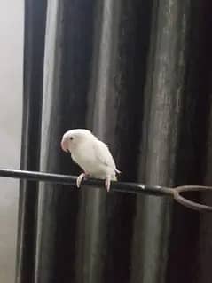 all bird available sale num 03008408524