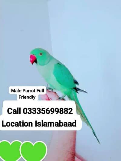 Hand Tamed Ful Friendly Green Ring Neck Male Parrot