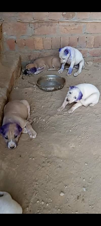 buli Afghan kochi puppy 0302.5109073 wastup number