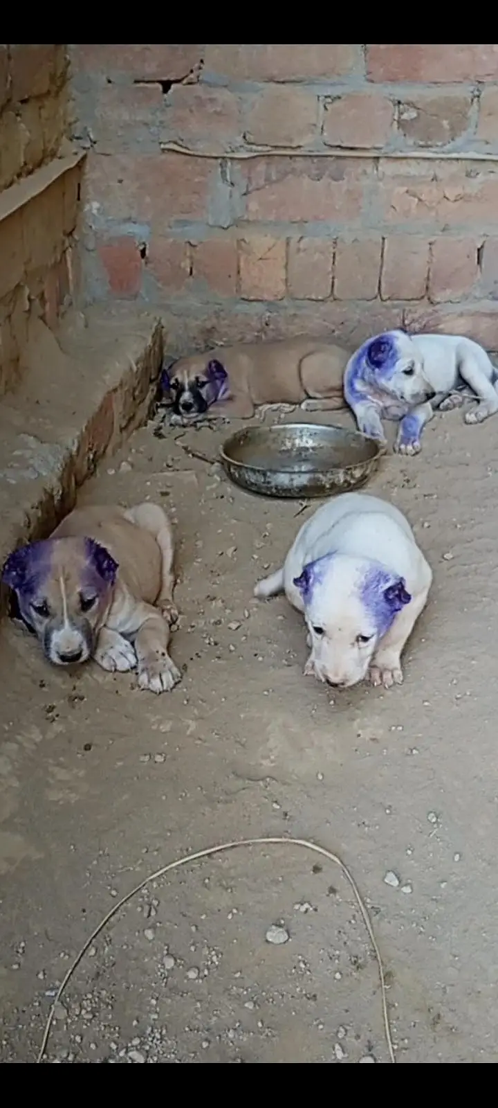 buli Afghan kochi puppy 0302.5109073 wastup number — photo 2