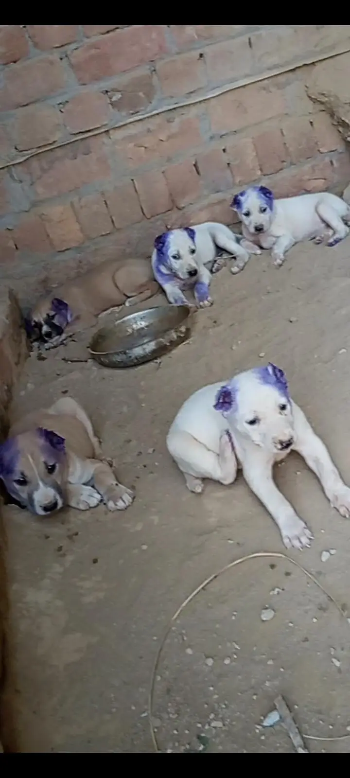 buli Afghan kochi puppy 0302.5109073 wastup number — photo 3