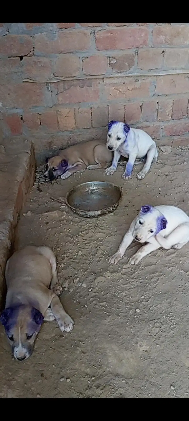 buli Afghan kochi puppy 0302.5109073 wastup number — photo 4