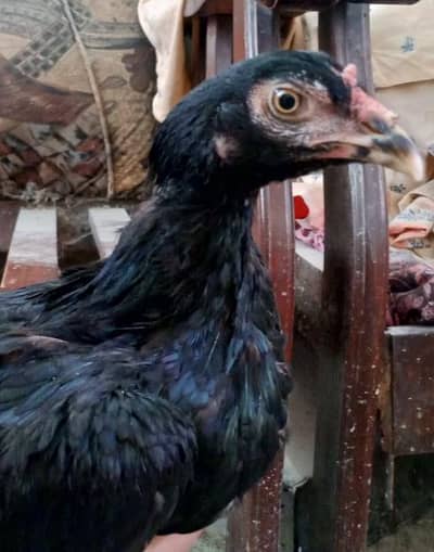 Black Mushki | Mianwali cross Lasani | Behtreen Pathi for sale