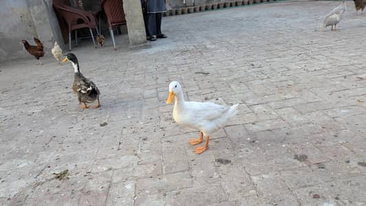 ducks pair