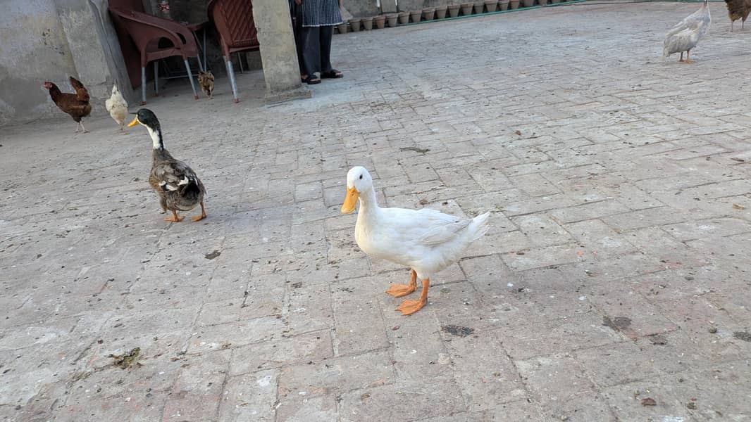 ducks pair 0