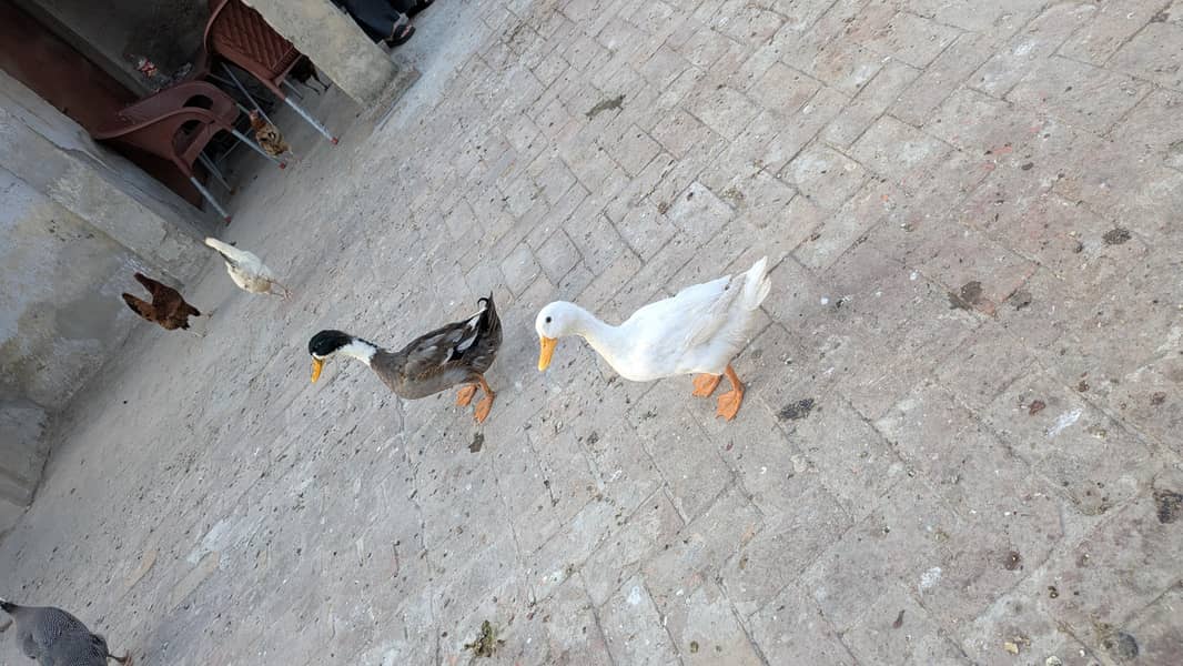 ducks pair 1