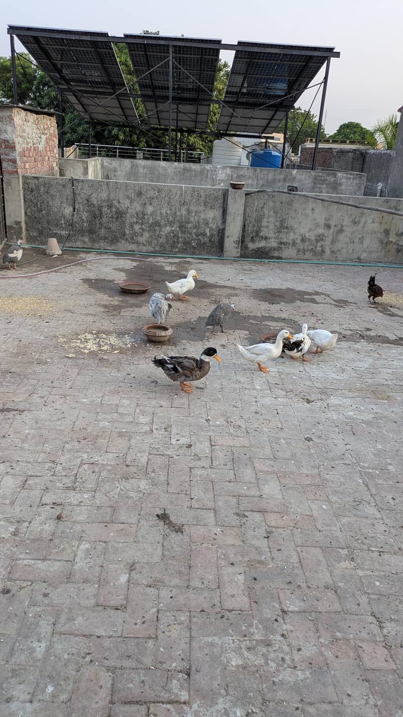 ducks pair 3