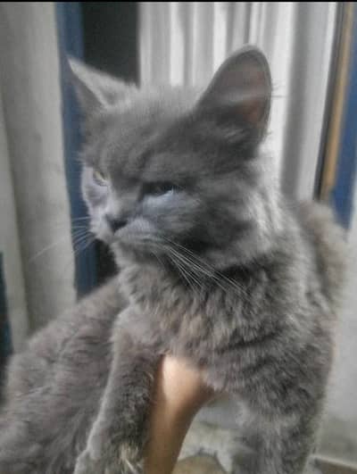 Russian cats baby urgent sale Sialkot city