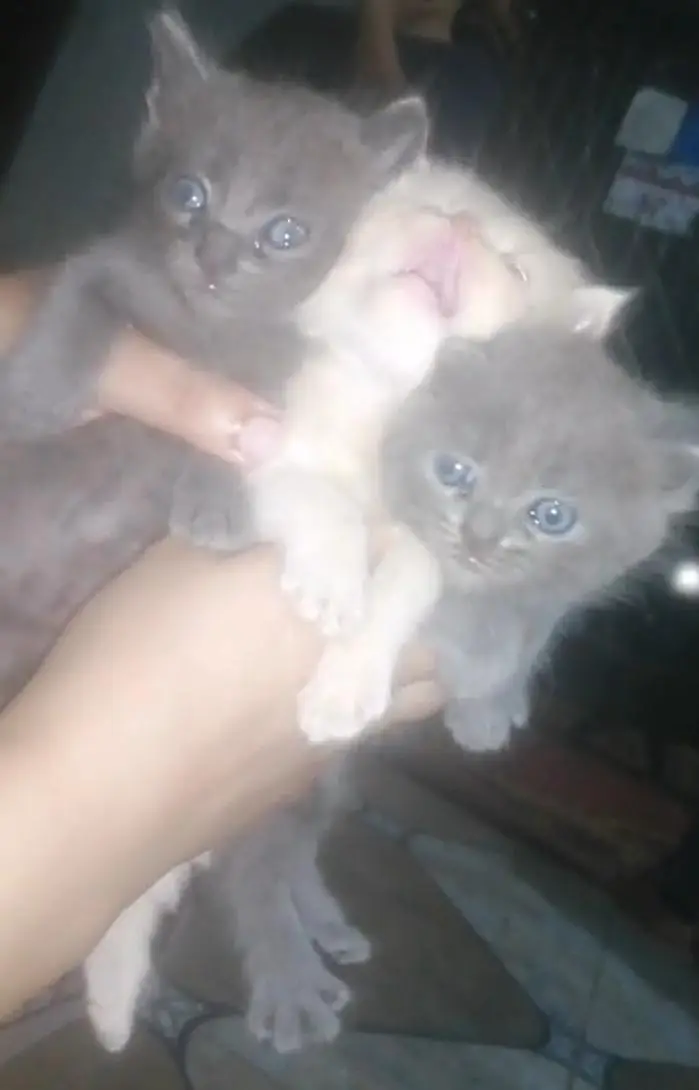 Russian cats baby urgent sale Sialkot city — photo 2