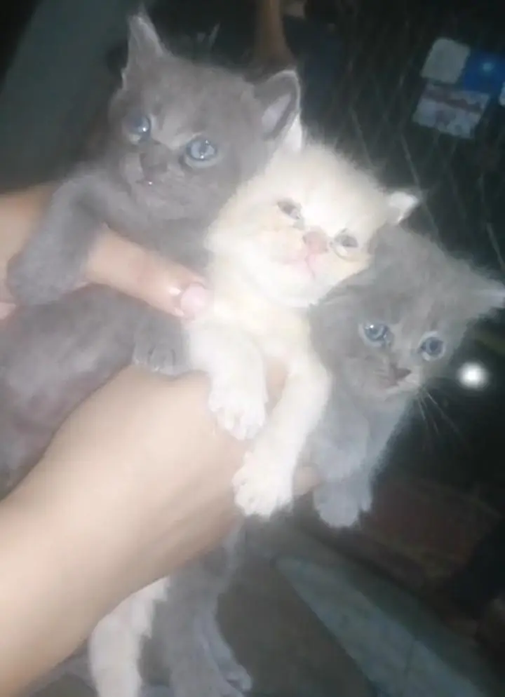 Russian cats baby urgent sale Sialkot city — photo 3