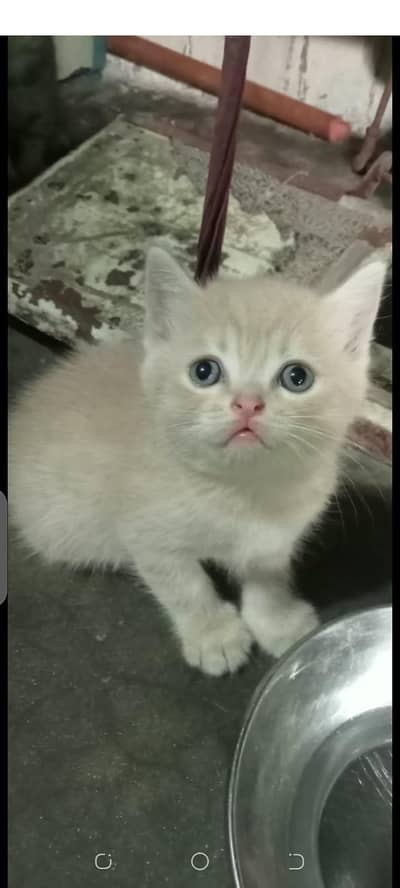 persian kitten for sale