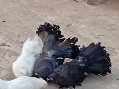 black breeder pair for sale ha