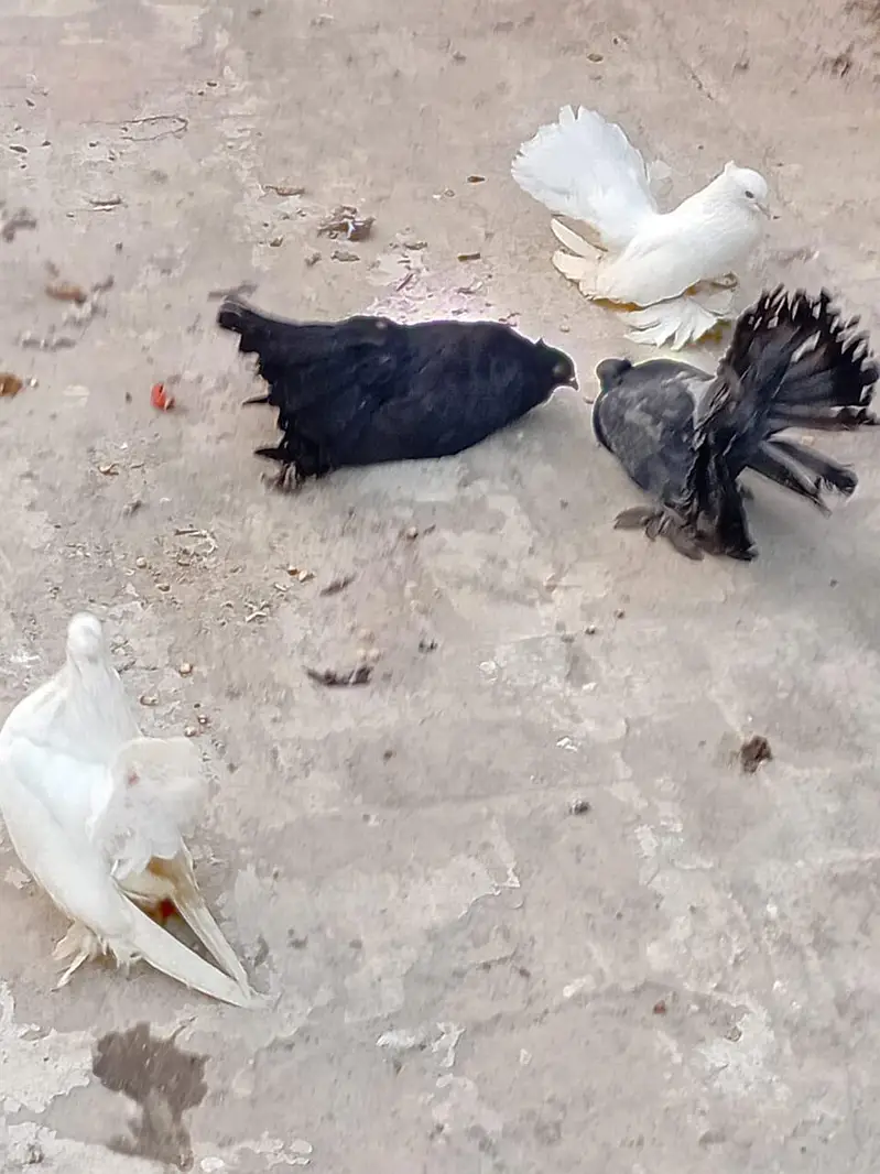 black breeder pair for sale ha — photo 2