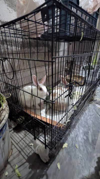 Beautiful Rabbits Jori