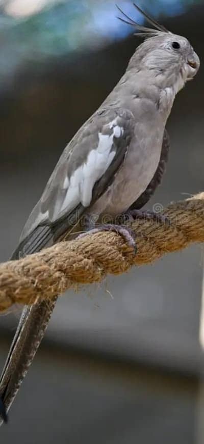 Female cocktail