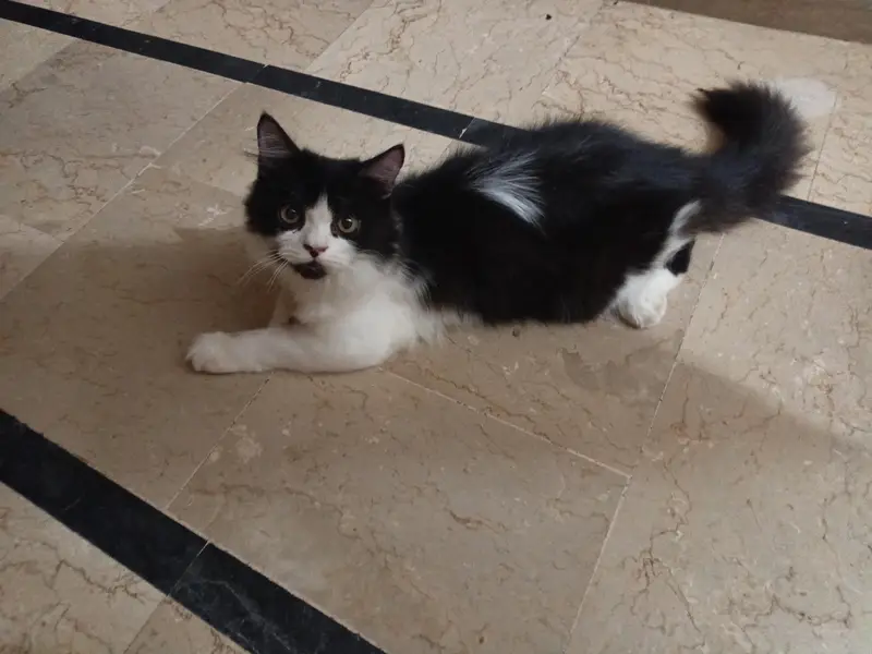 Persian kitten pair — photo 7