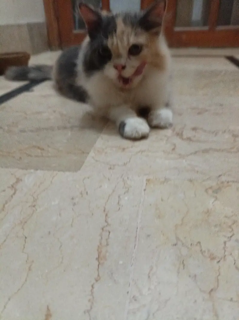 Persian kitten pair — photo 8