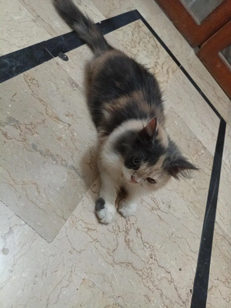 Persian kitten pair — photo 9