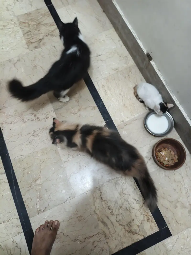 Persian kitten pair — photo 10