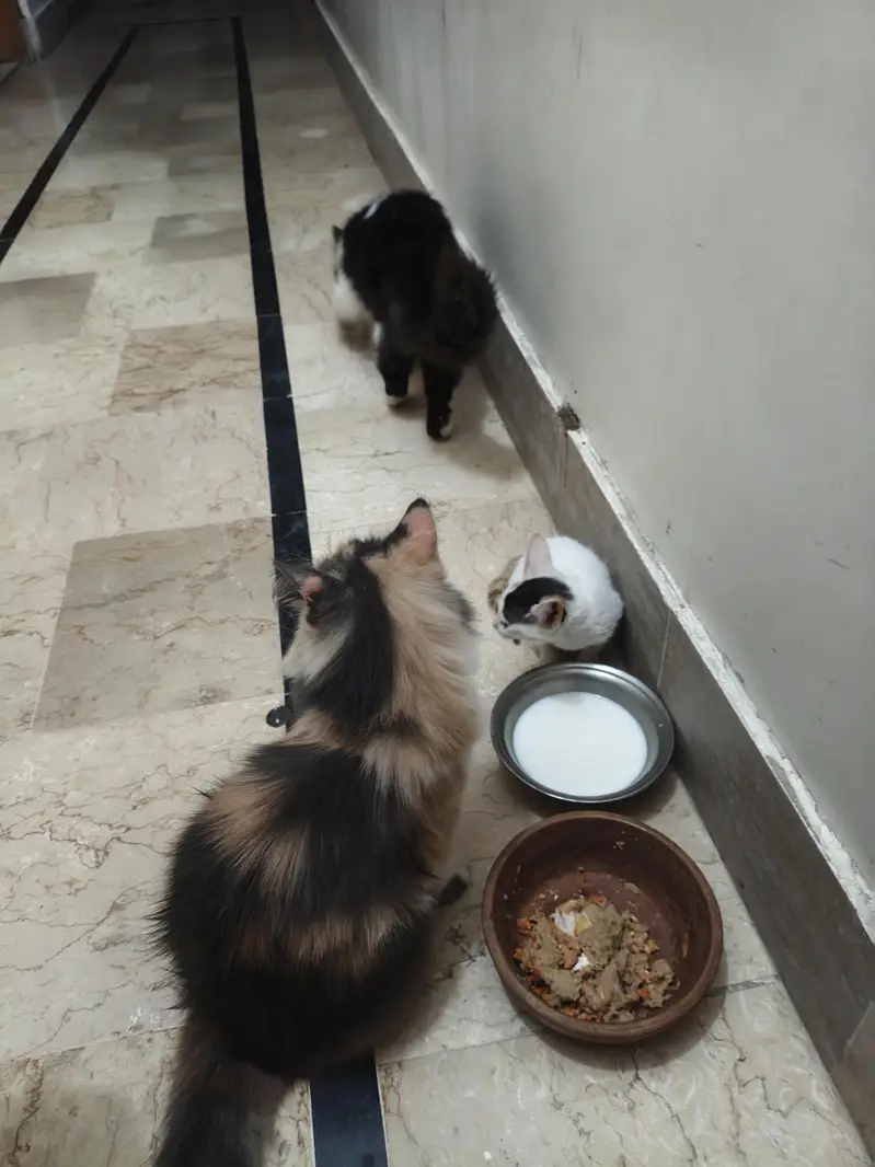 Persian kitten pair — photo 11