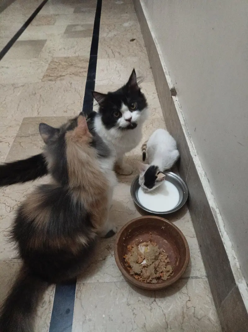 Persian kitten pair — photo 12
