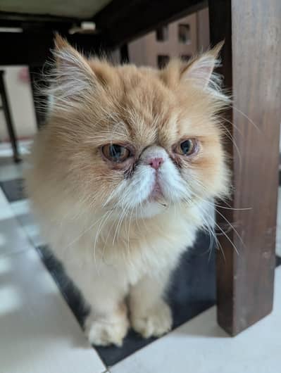 Male cat