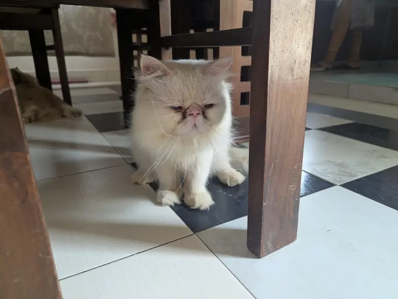 Male cat — photo 2