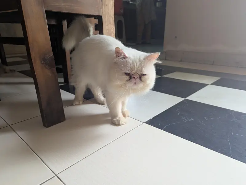 Male cat — photo 3