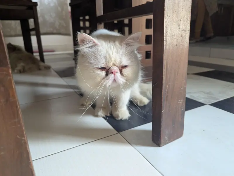 Male cat — photo 4