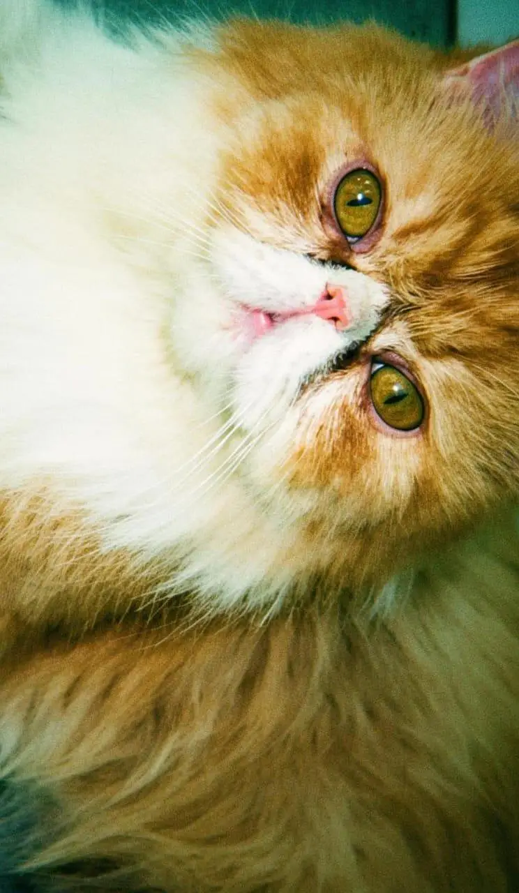 Male cat — photo 6