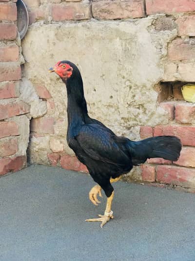 Japani Pakoya hint female purity full h
