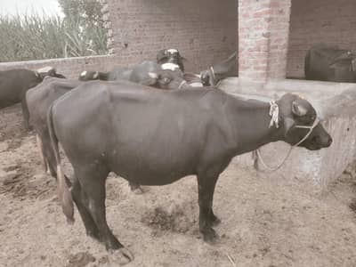 katta weight 120kg