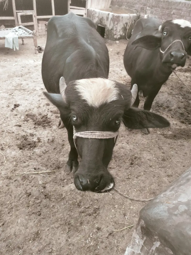 katta weight 120kg — photo 2