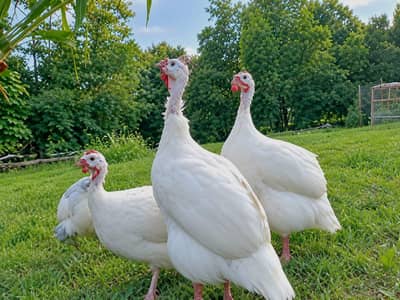 Guinea fowl pair Teetarian  paper white