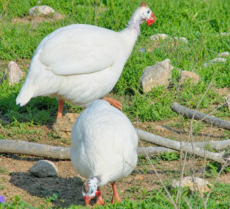 Guinea fowl pair Teetarian  paper white — photo 2