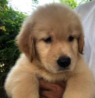 Golden Retriever Pedigree
