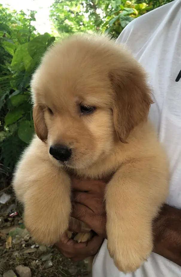 Golden Retriever Pedigree — photo 2