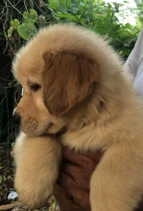 Golden Retriever Pedigree — photo 3