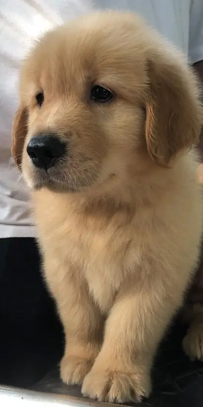Golden Retriever Pedigree — photo 4