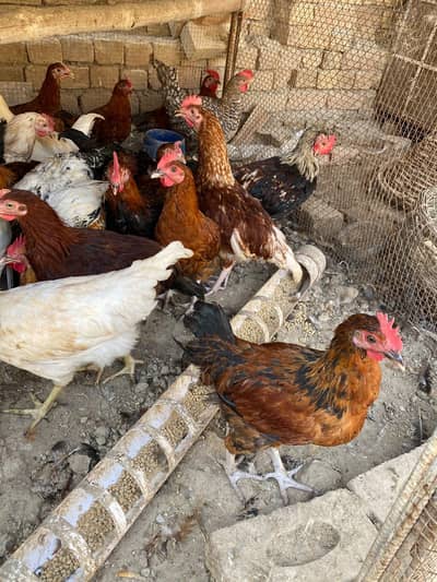 golden misri males 1 kg