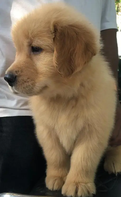 Golden Retriever Pedigree — photo 5