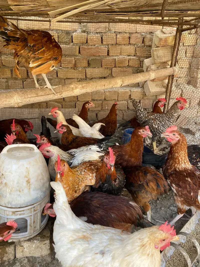 golden misri males 1 kg — photo 3